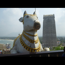 Das Reittier von Shiva (Nandi) neben dem Gopuram